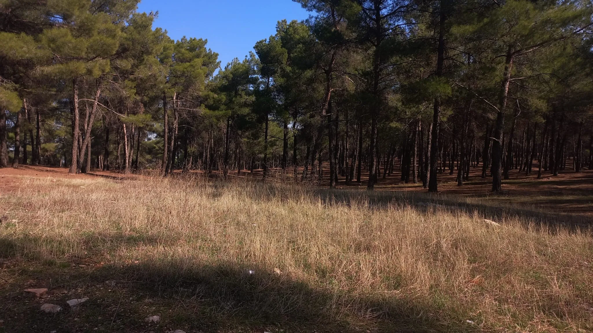 Burç Göleti Piknik Alanı Rehberi: Gaziantep'te Ne Zaman Gidilir, Neye Dikkat Edilir?