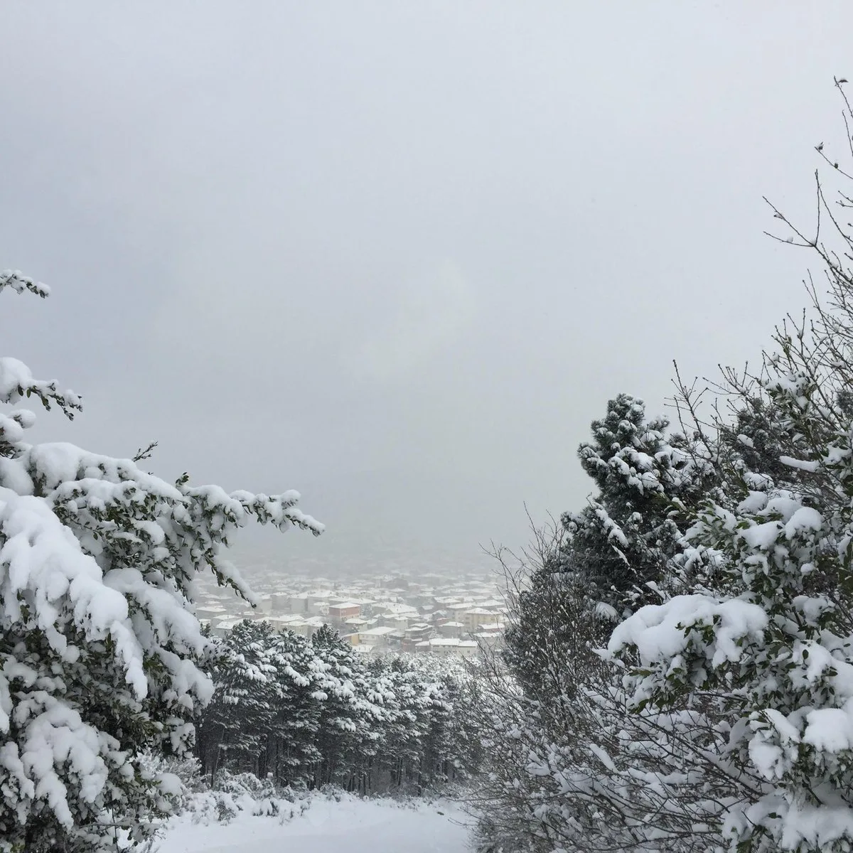 Aydos Ormanı Piknik Alanı