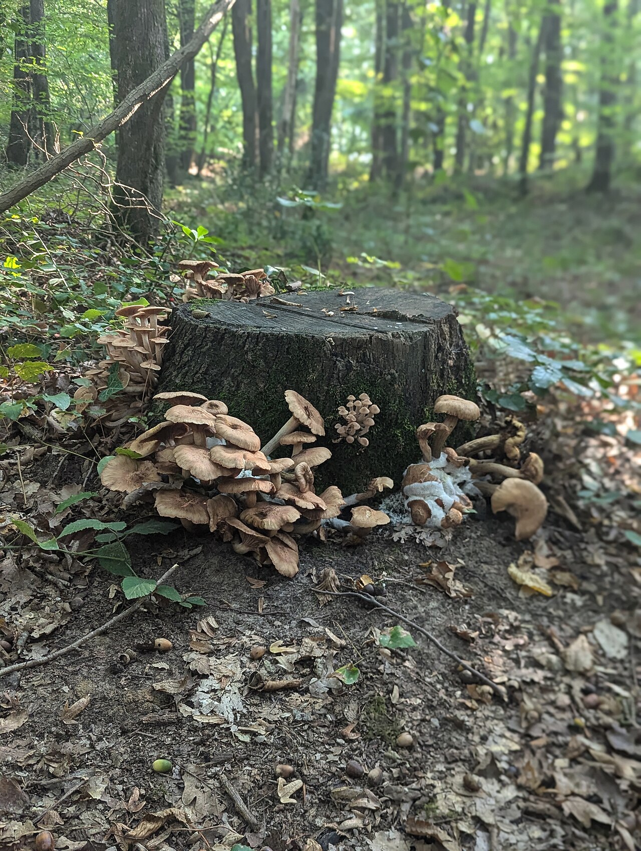 Aziz Paşa Mesire Yeri