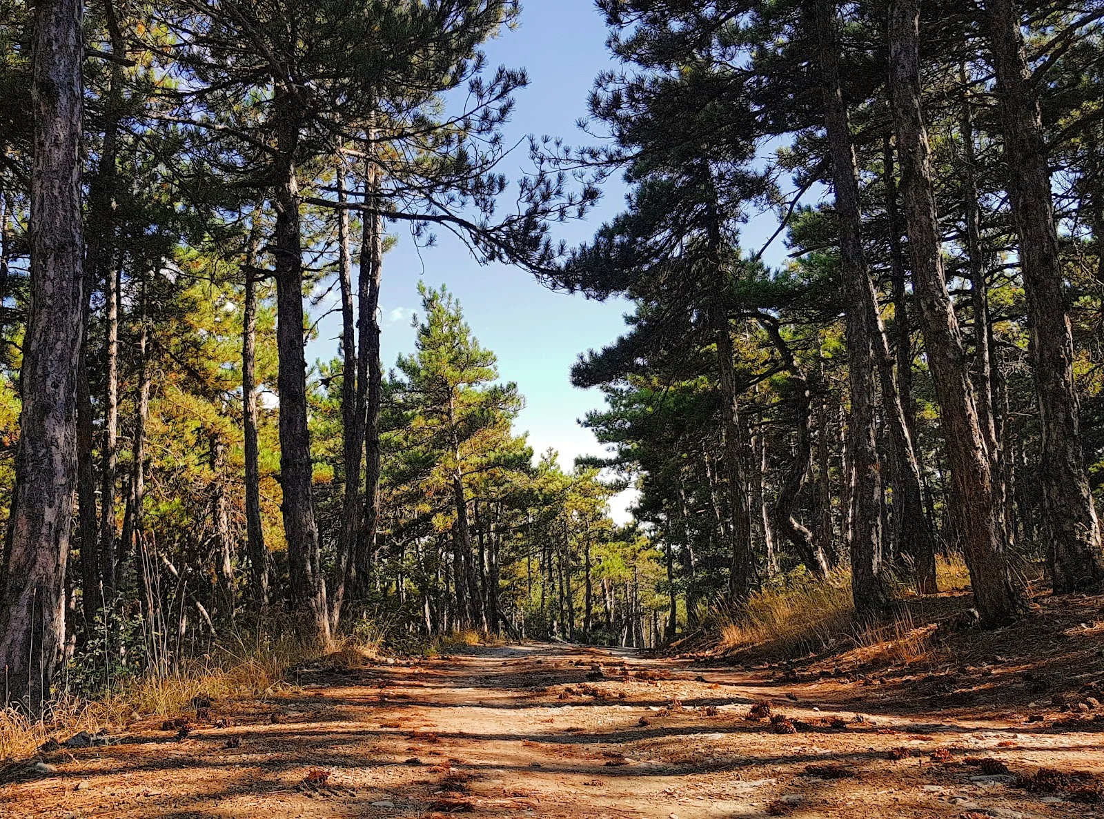 Beynam Muhafaza Ormanı