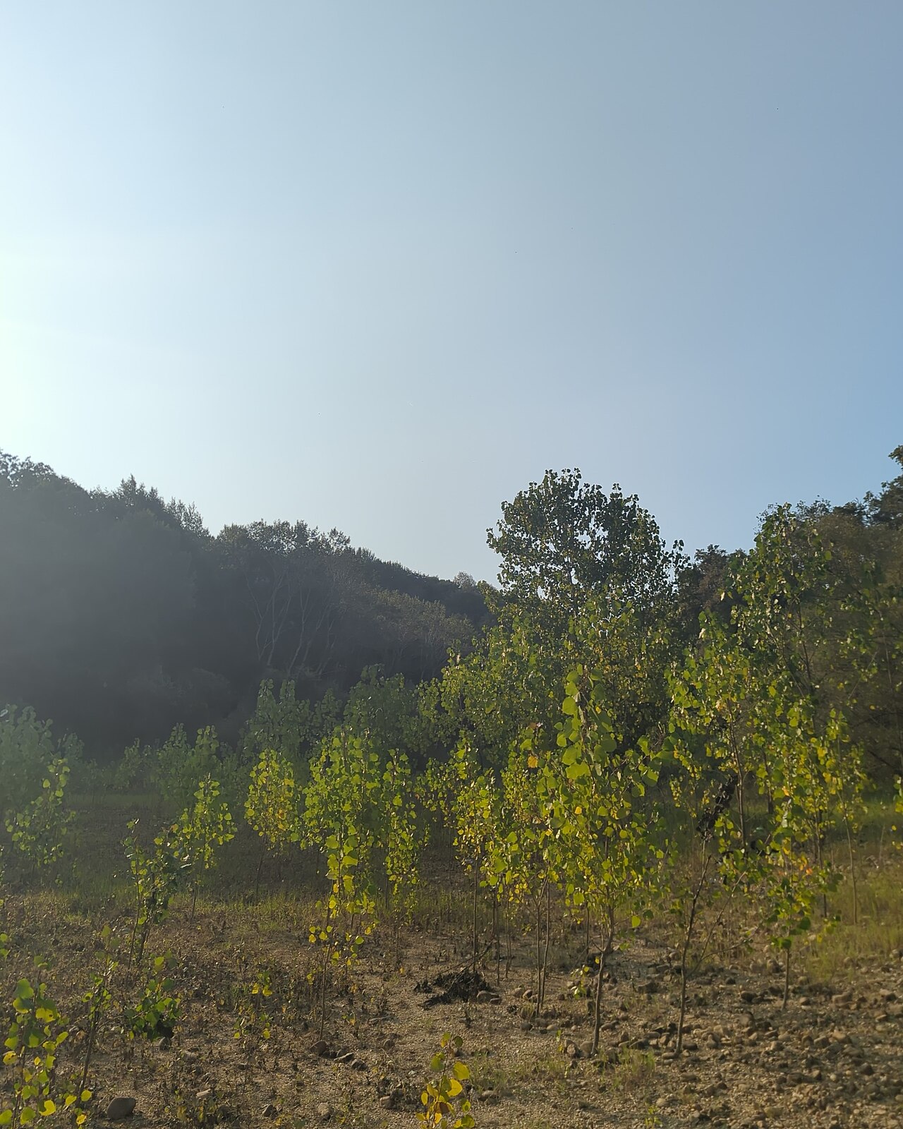 Çakmak Mesire Alanı