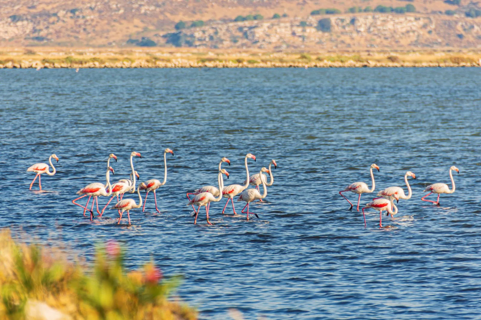 Gediz Deltası Kuş Cenneti