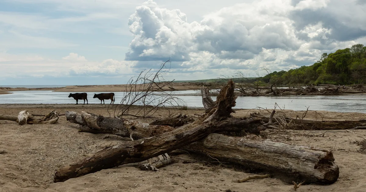 İğneada Longoz Ormanları Piknik Alanı