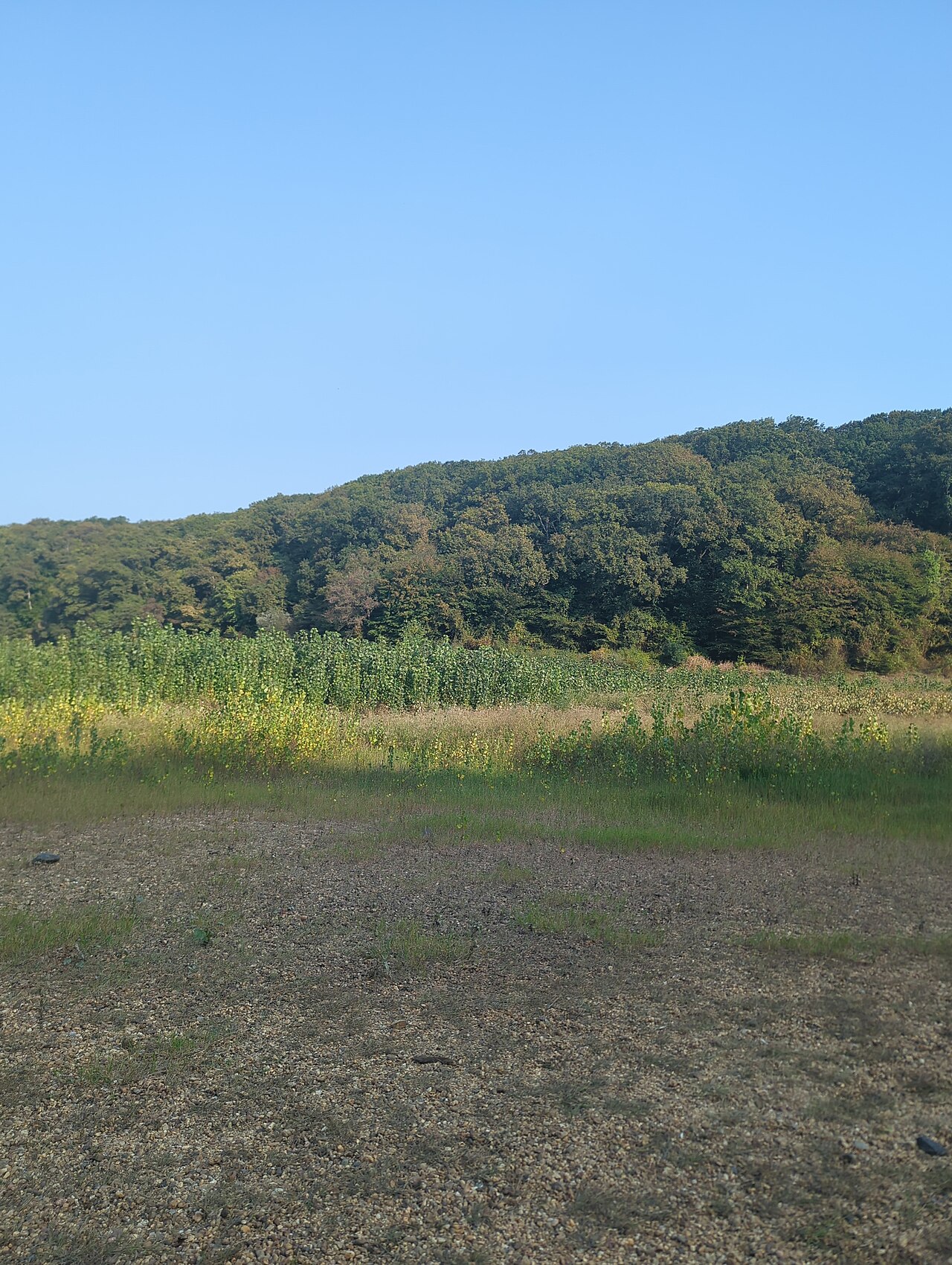 İhsaniye Piknik Alanı