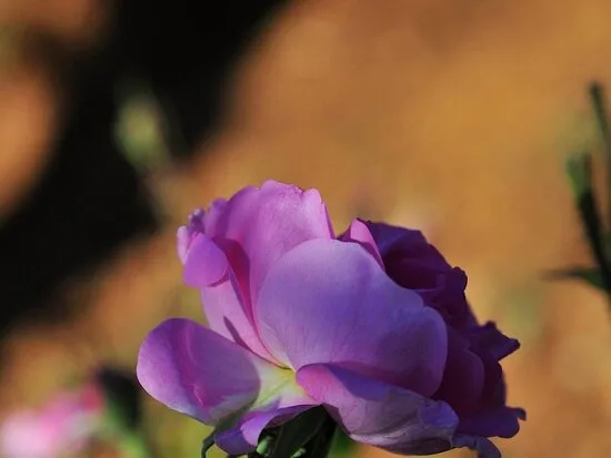 Isparta Gül Bahçeleri Piknik Alanı