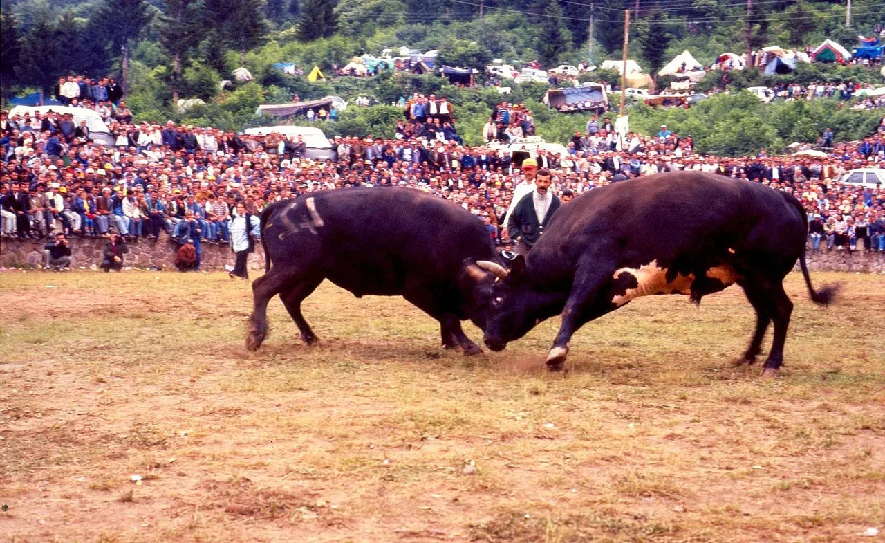 Kafkasör Yaylası Piknik Alanı