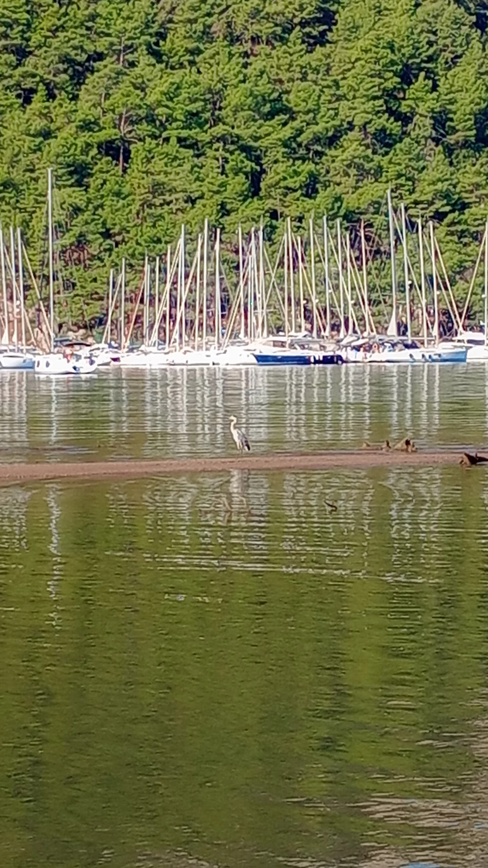 Karacasöğüt Mesire Alanı