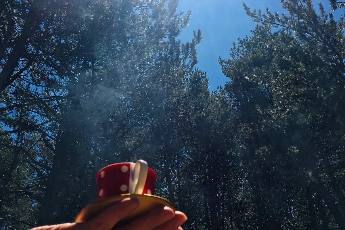 Kargı Çamlığı Mesire Alanı