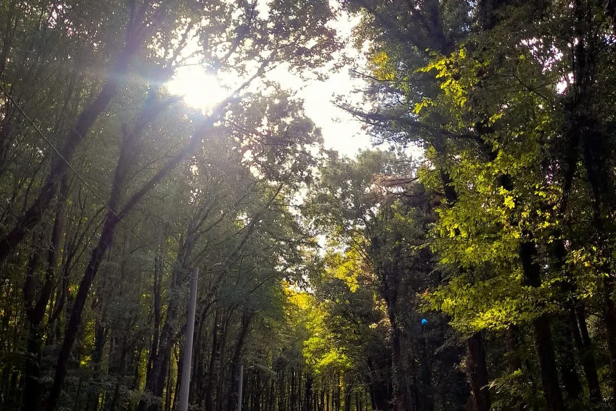 Mahmudiye Ormanları Piknik Alanı