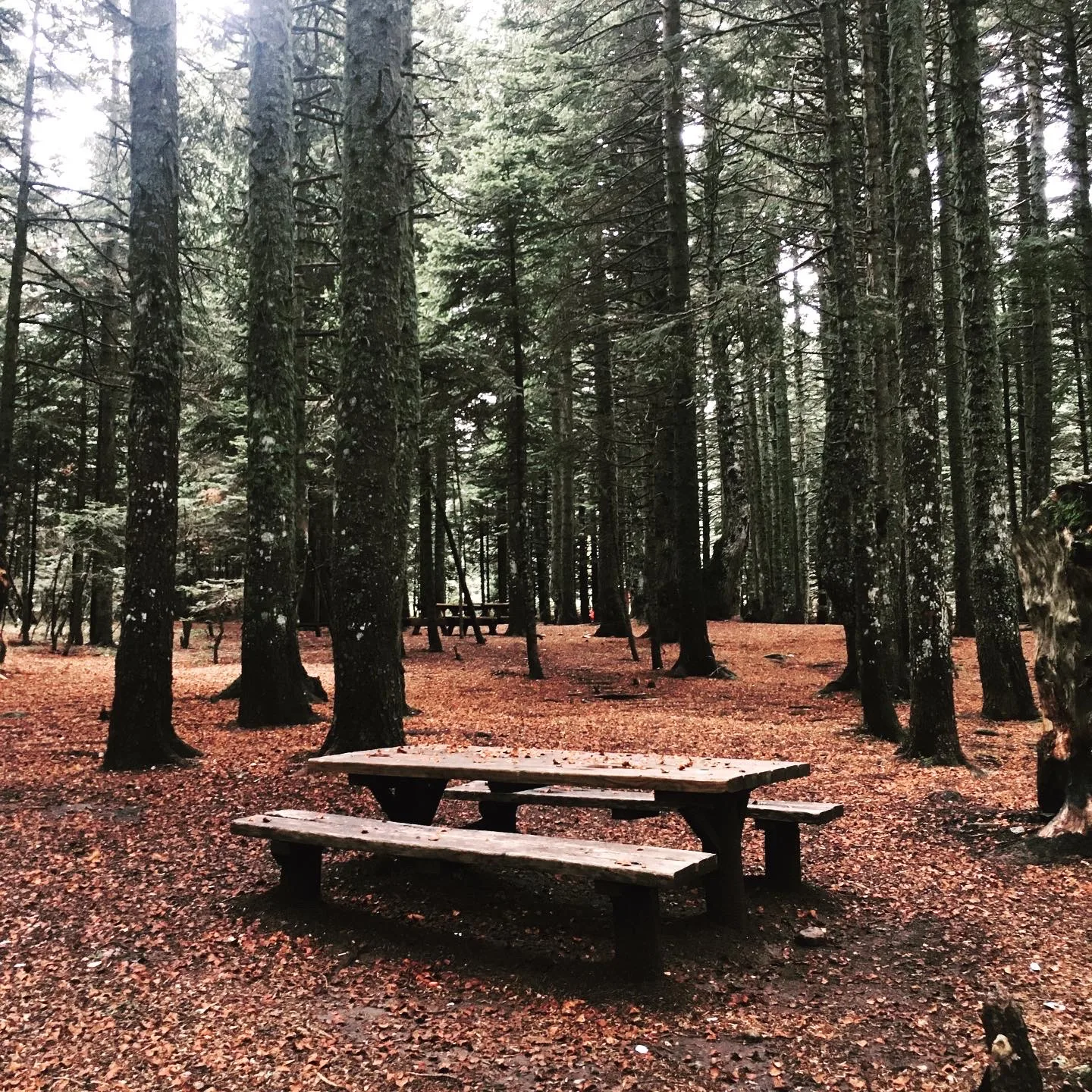 Uludağ Sarıalan Kamp ve Piknik Alanı