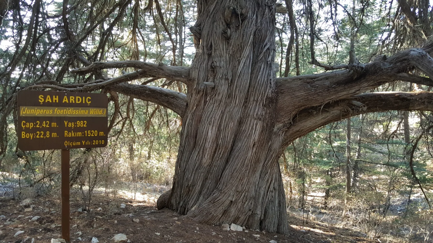 Çığlıkara Sedir Ormanı